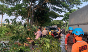 Pohon Tumbang di Pantura Pati-Juwana, Kemacetan Tak Terelakkan