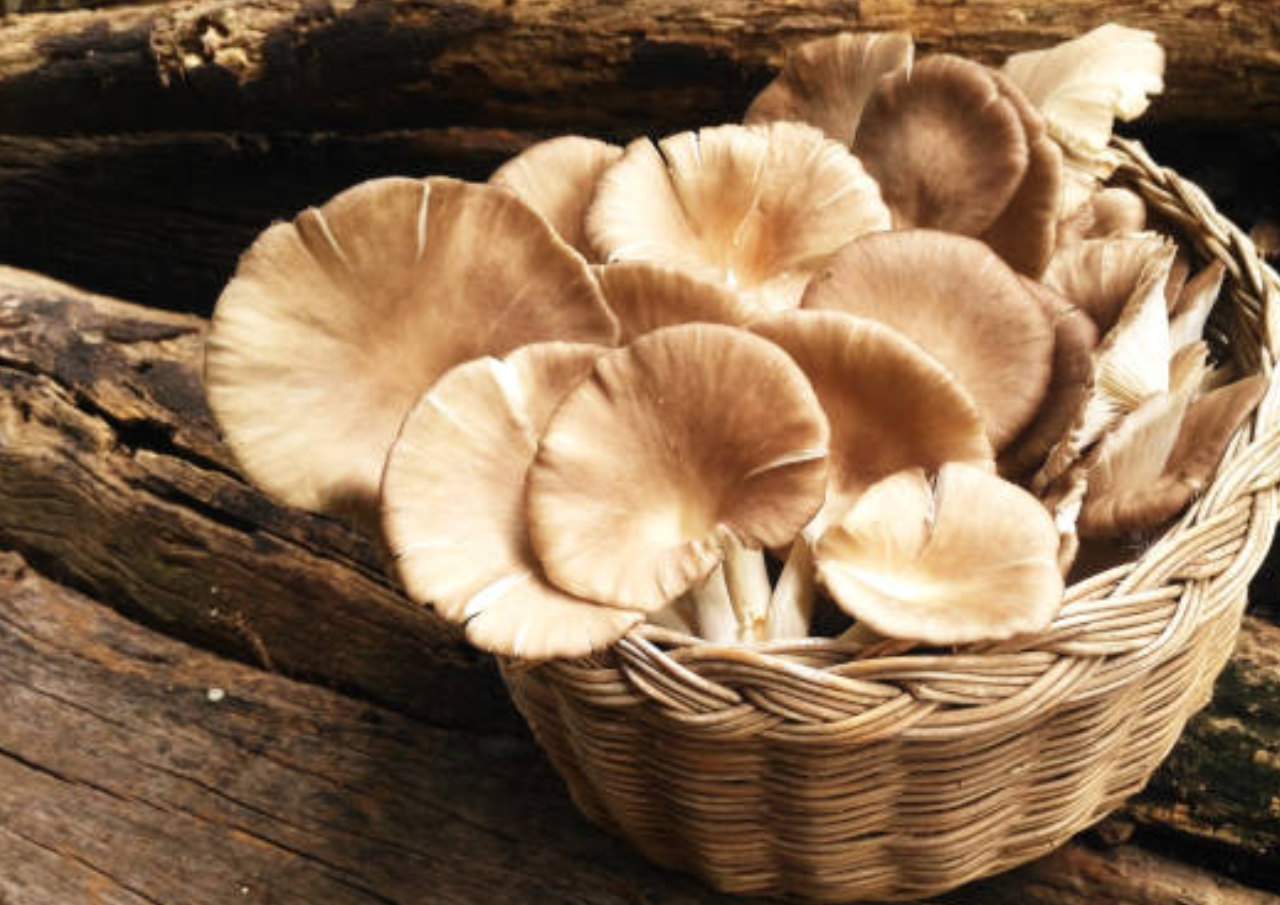 Jamur Bisa Tingkatkan Kesehatan Jantung, Berikut Makanan Kurangi Kolestrol Jahat