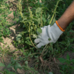 Rumput Teki hingga Ilalang Ternyata Punya Segudang Manfaat Rumput Teki hingga Ilalang Ternyata Punya Segudang Manfaat - Info Seputar Pati