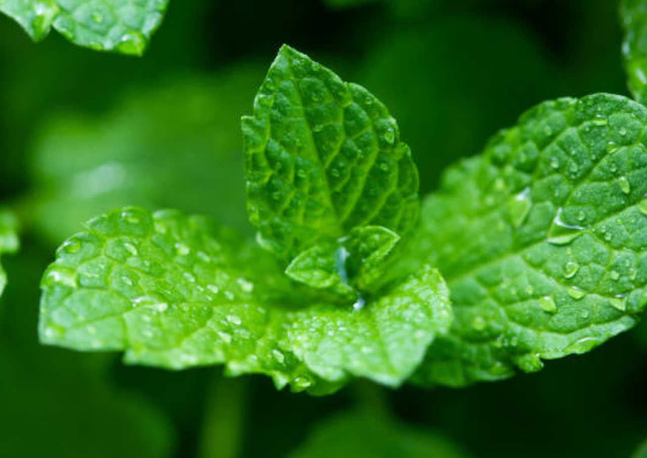 Kandungan dan Manfaat Daun Mint