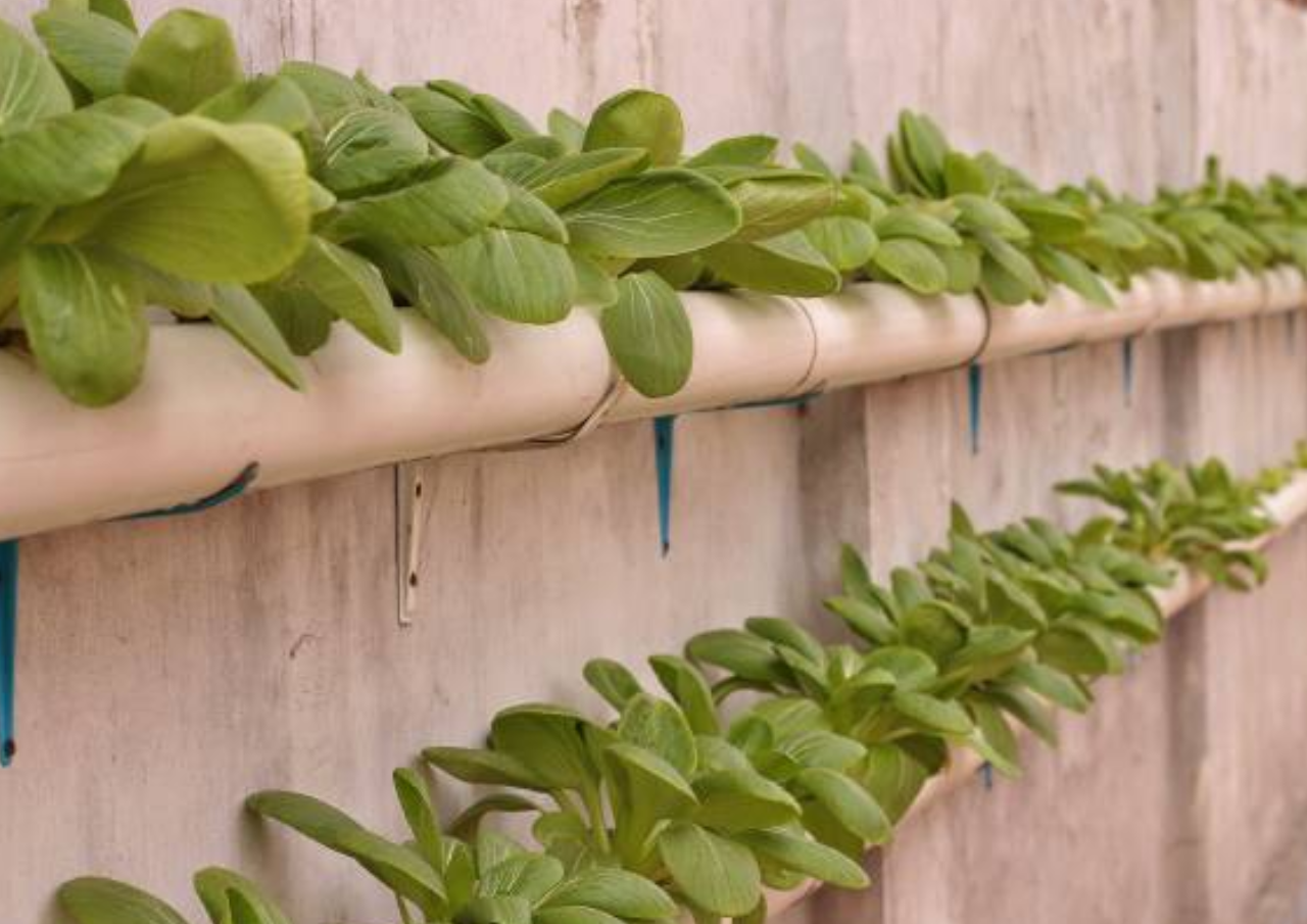 Anjlok! Harga Sawi Sendok Rp200 per Kg, Petani Pilih Bagikan ke Warga Membutuhkan