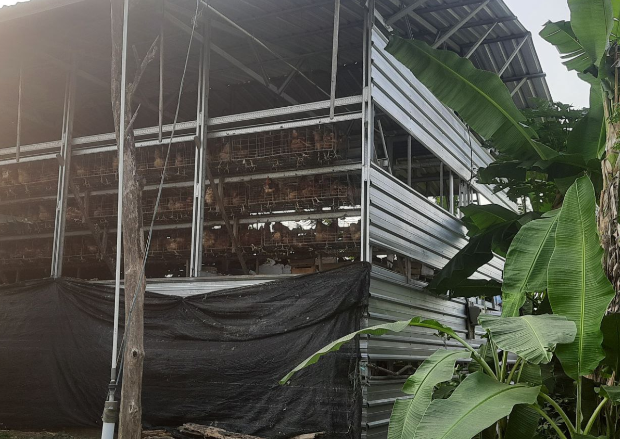 Kandang Ayam Dekat Pemukiman, Warga Bogotanjung Keluhkan Lalat dan Bau Busuk