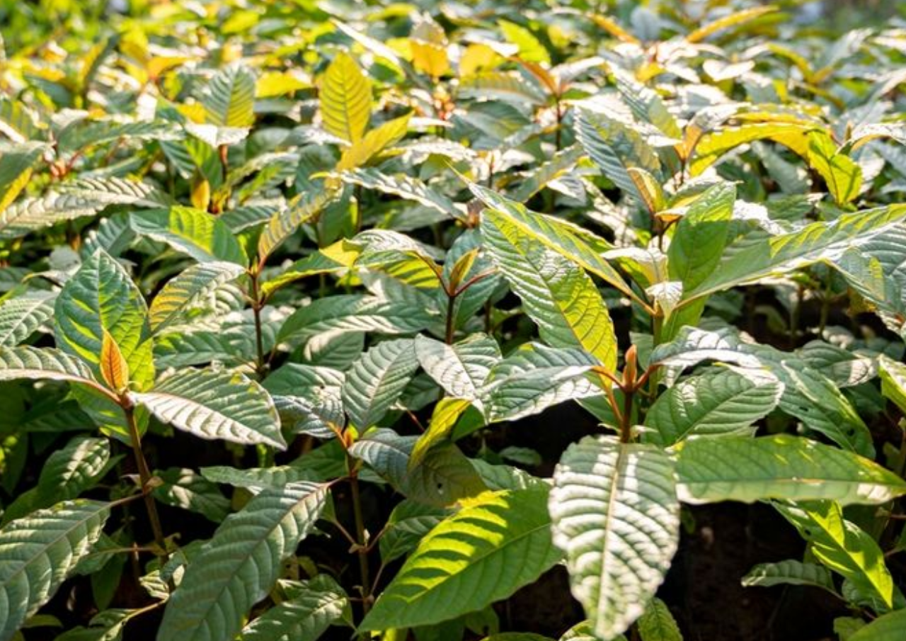Manfaat Tanaman Kratom, Bisa Dijadikan Obat Herbal