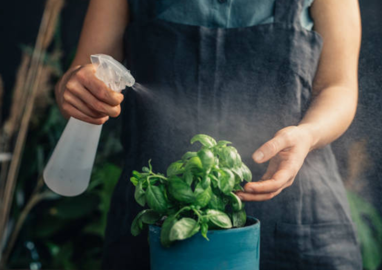 Tips Menyiram Tanaman Hias