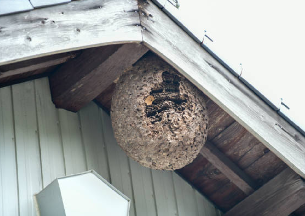 Sarang Tawon Raksasa Dievakuasi di Pemakaman Klaten