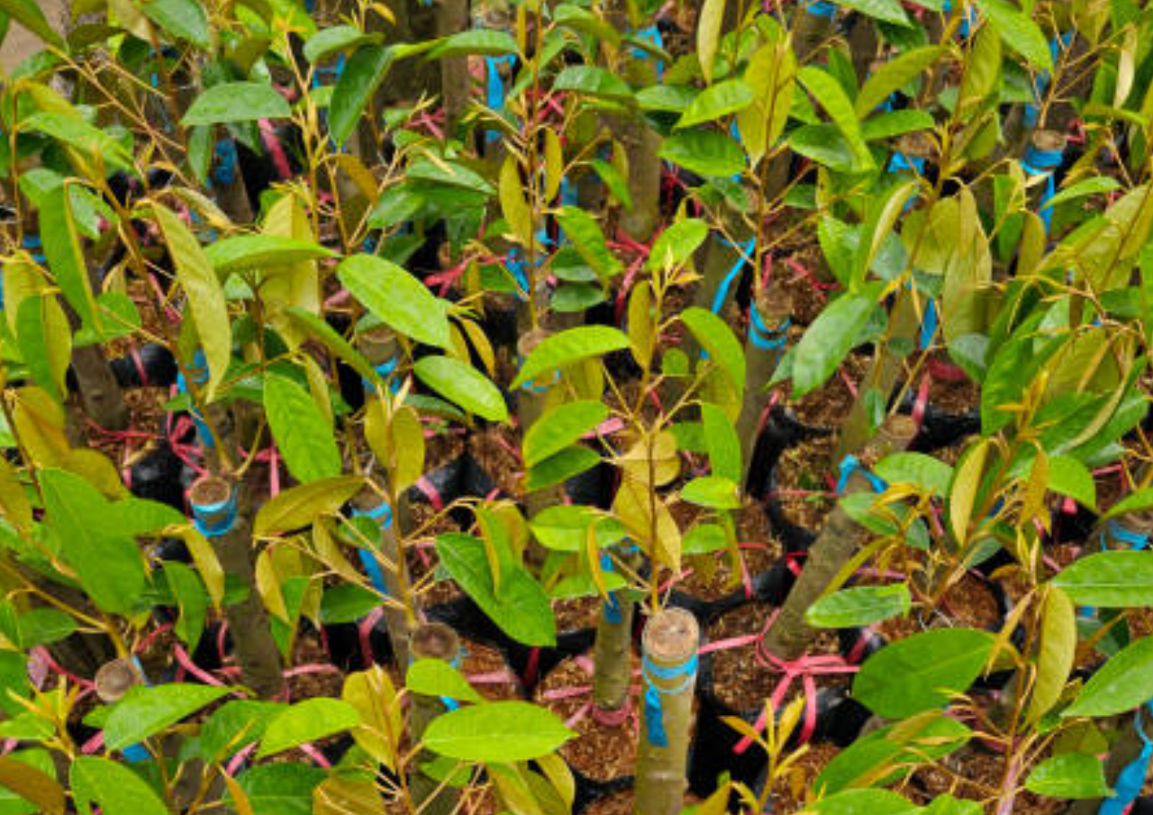 2.600 Bibit Durian Diberikan untuk Petani di Gunungwungkal Pati