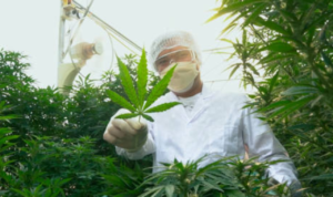 4 Tersangka Ditetapkan Dalam Kasus Temuan Ladang Ganja 1 Hektare 4 Tersangka Ditetapkan Dalam Kasus Temuan Ladang Ganja 1 Hektare - Info Seputar Pati