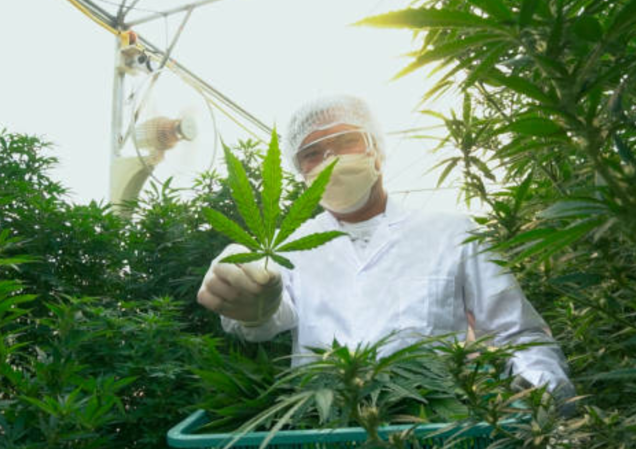 4 Tersangka Ditetapkan Dalam Kasus Temuan Ladang Ganja 1 Hektare