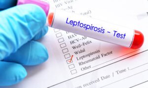 Ilustrasi Leptospirosis /istock