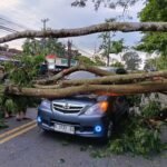 IMG-20260127-WA0002-1024x768 Pohon Pete Tumbang Timpa Mobil di Jalan Raya Solo–Semarang - Info Seputar Pati