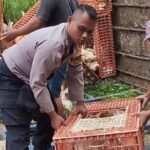 Truk Muatan Ayam Terguling di Jalan Purwodadi-Pati - Info Seputar Pati