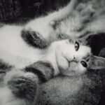Ilustrasi kucing/istock