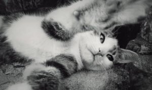 Ilustrasi kucing/istock