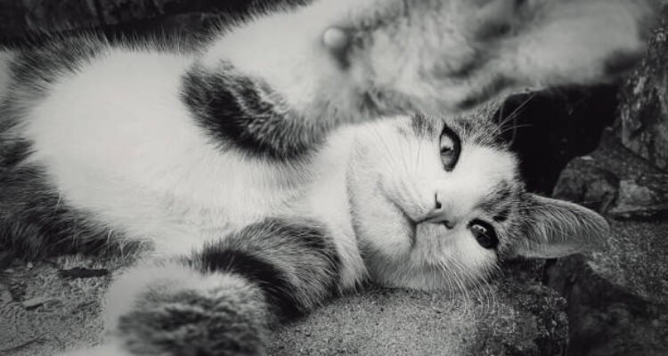 Ilustrasi kucing/istock