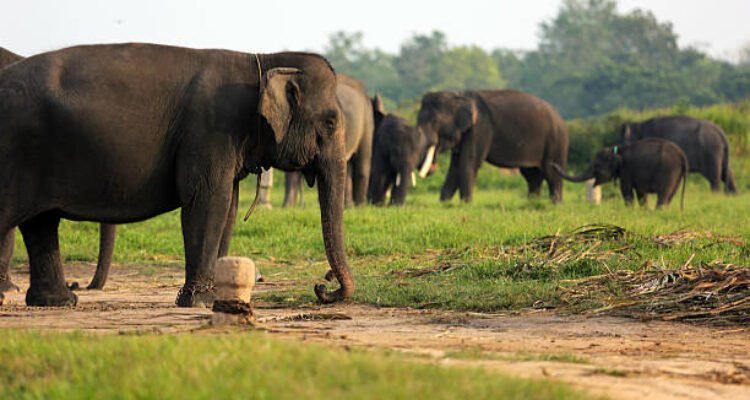 Ilustrasi taman nasional/istock