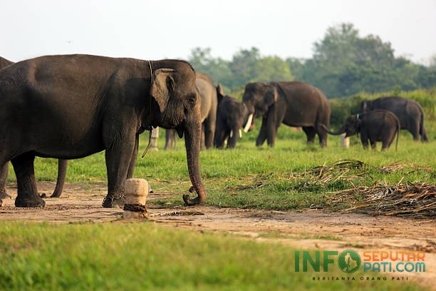 Ilustrasi taman nasional/istock