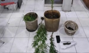 Kasus Kasus Penyalahgunaan Narkoba di Bukittinggi/ humas polri