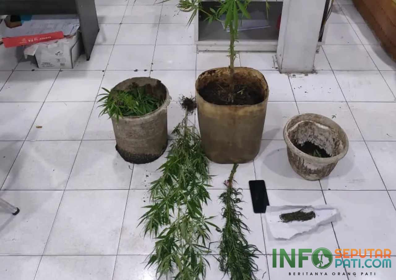 Kasus Kasus Penyalahgunaan Narkoba di Bukittinggi/ humas polri