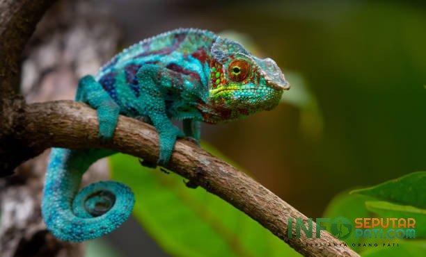 Ilustrasi satwa /istock