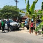 Warga Lakukan Aksi Tanam Pisang Jilid 2, Tuntut Perbaikan Jalan Randublatung-Cepu - Info Seputar Pati