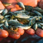 Ilustrasi ikan nila/istock