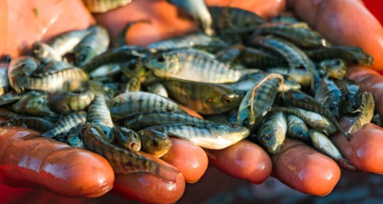 Ilustrasi ikan nila/istock