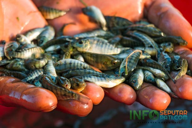 Ilustrasi ikan nila/istock