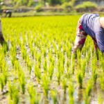 Ilustrasi petani/istock