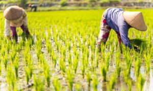 Ilustrasi petani/istock