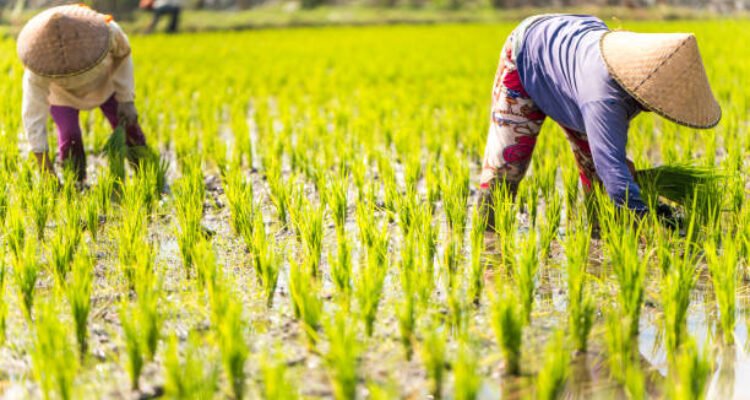Ilustrasi petani/istock