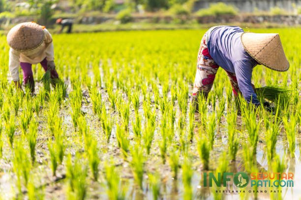 Ilustrasi petani/istock