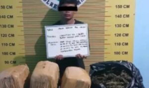 Dua Kurir Ganja di Pasaman Berhasil Diringkus Polisi, Satu Pelaku di Bawah Umur/humas polri